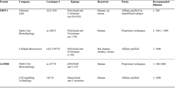 Table ‎3-1: Characteristics of the primary rabbit anti-TRPV1 and anti-GAPDH antibodies  