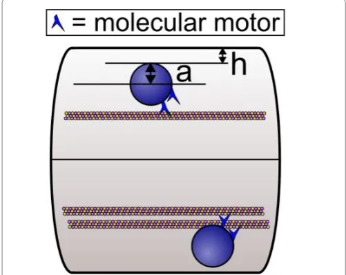 Figure 1: Cargos being hauled by motors along microtubules viscosity encountered by the cargo near the wall of the axon can be overcome by having multiple motors hauling the cargo along closely spaced parallel microtubules as shown at the bottom