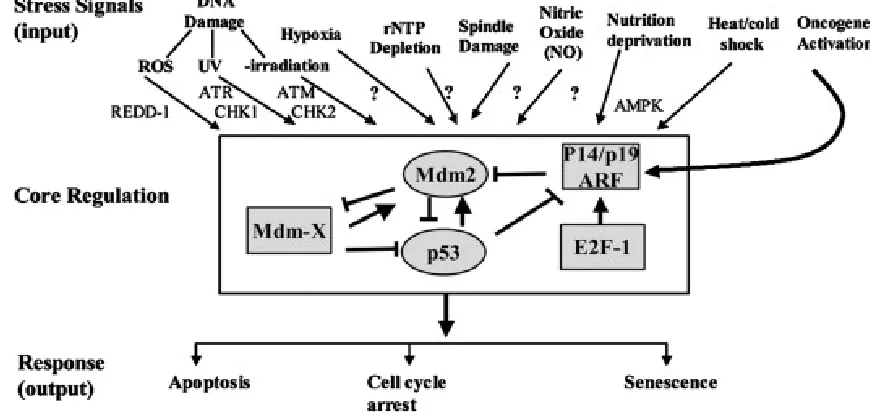 Figure 1.1 The p53 pathway.  A diverse assortment of stress signals can be recognized 