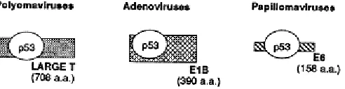 Figure 1.2 Binding of p53 by proteins from the DNA tumor viruses including the large T antigen, E1B protein, and E6 protein