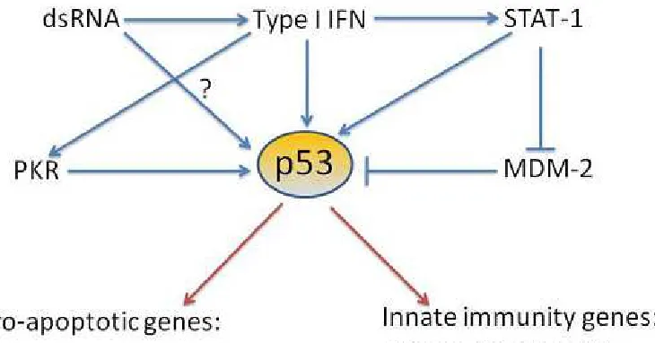 Figure 1.3 Feedback loop involving p53 and type 1 interferon. Viral infection leads to induction of type 1 IFN and p53 which results in induction of pro-apoptotic genes and genes involved in the innate immune response