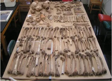Figure 5.1 Skeletal Sample from 38GE81.