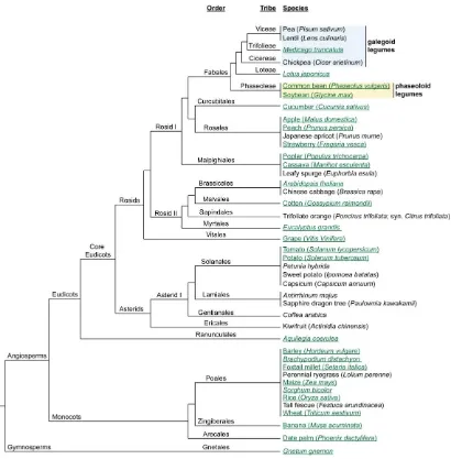 Figure 1.2.4  Taxonomic relationships between the species mentioned in this thesis, shown to the order level