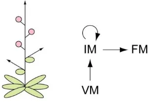 Figure 1.3. The simple raceme of Arabidopsis. 