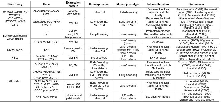 Table 1.1. Summary of key genes important for determining meristem identity during inflorescence development in Arabidopsis