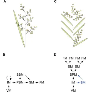 Figure 1.5. The panicles of rice and maize. 
