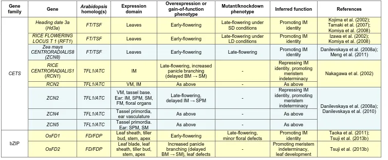 Table 1.3. Summary of key genes important for determining meristem identity during inflorescence development in rice and maize, focussing on homologs of the Arabidopsis genes shown in Table 1.1