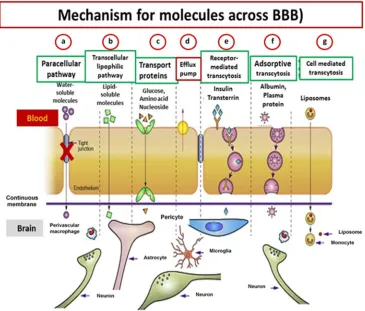 Figure 1.2. Mechanism and different pathways for molecules across BBB. transport as occurs for glucose, amino acids, nucleosides, etc