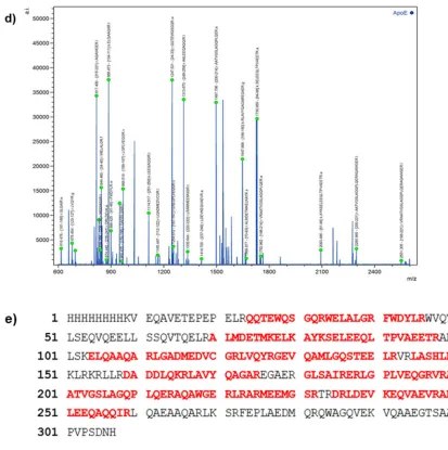 Figure 2.2. a) SDS-PAGE analysis of the purified ApoE3. Protein were analyzed on a expression at molecular weight of about 34 kDa