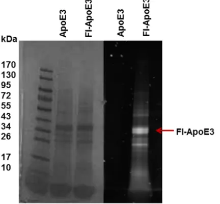 Figure 2.5. FlUV-VIS (right). Fluorescent signal can only be seen in the lane loaded with Fl-ApoE3