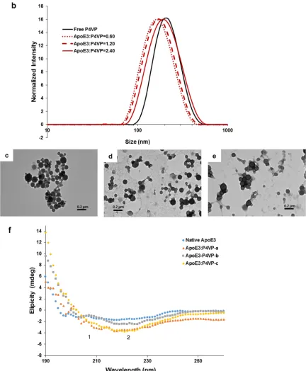 Figure 3.2. (a) Schematic illustration of the synthesis of ApoE3-P4VP-NPs. (b) DLS results of ApoE3-P4VP-NPs with different mass ratio (MApoE3/MP4VP): 0.60, 1.20 and 2.40