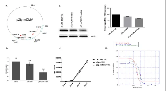 Figure 3.1: Examining the ability of mCMV Promoter to control an RNAi sequence. a. Depiction of the lenti-viral pZip-mCMV vector map