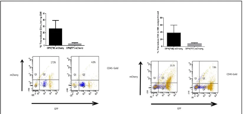 Figure 3.6: Flow analysis of transduced BMDCs expressing MSCV-OPN-mCherry vector. a. Approximation of the percentage of transduced BMDCs that expressed either OPN (740/777) - mCherry in the circulation of APCMin/+ mice recipient from flow cytometry analysi