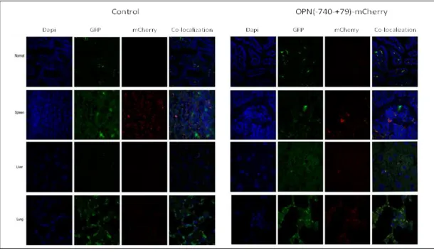 Figure 3.7:  Confocal microscopy analysis of the OPN promoter activity in various tissues