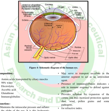 Figure 4- Schematic diagram of the human eye. 