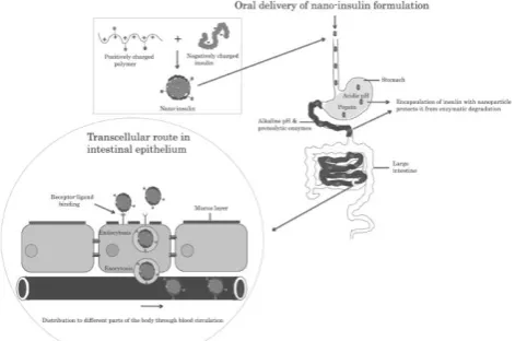 Figure 2: An ideal approach based on a nano-insulin formulation for overcoming barriers in the oral route