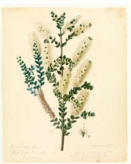 Figure 49:  Melaleuca squammata (Scented Paper Bark), Gould, William Buelow (1803–1853), 1831, watercolour on paper,  22 x 18 cm, Allport Library and Museum of Fine Arts
