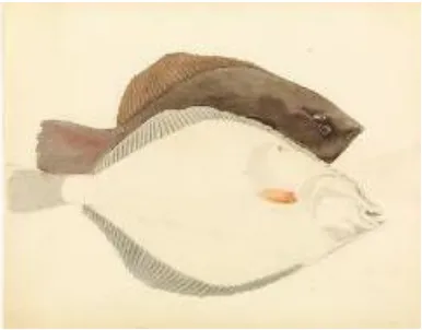 Figure 52: Flounder, Gould, William Buelow (1803–1853), in Gould's sketchbook of fishes, item 3, ca