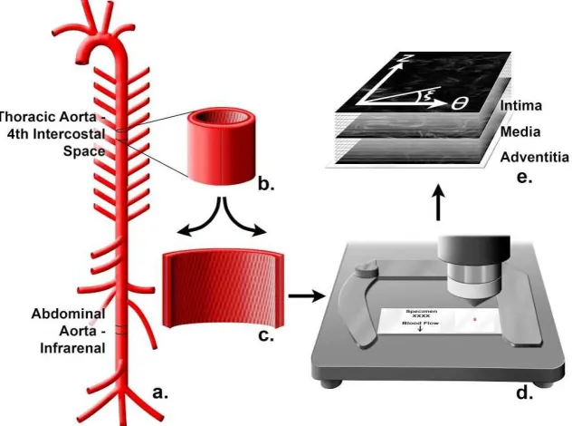 Figure 3.1: A) Depiction of the aortic tree denoting sampling areas, intercostal 