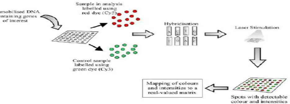Fig 2.1. Process of Producing DNA Microarray 
