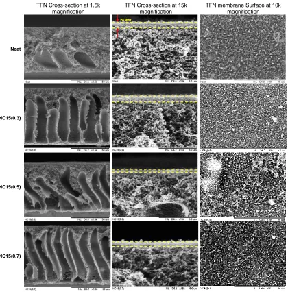 Fig. 2. Membrane cross-section at 1.5 k and 15 k magnifications and surface morphology at 10 k magnification under SEM