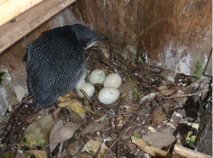 Figure 2.8: Adult LP found incubating 4 eggs in an artificial box on Tiritiri Matangi in September 2011