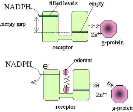 Figure. Molecular level schematic of  Turin’s `swipe-card’ model of olfaction [5]. (Figure courtesy of Tim Jacobs [10])