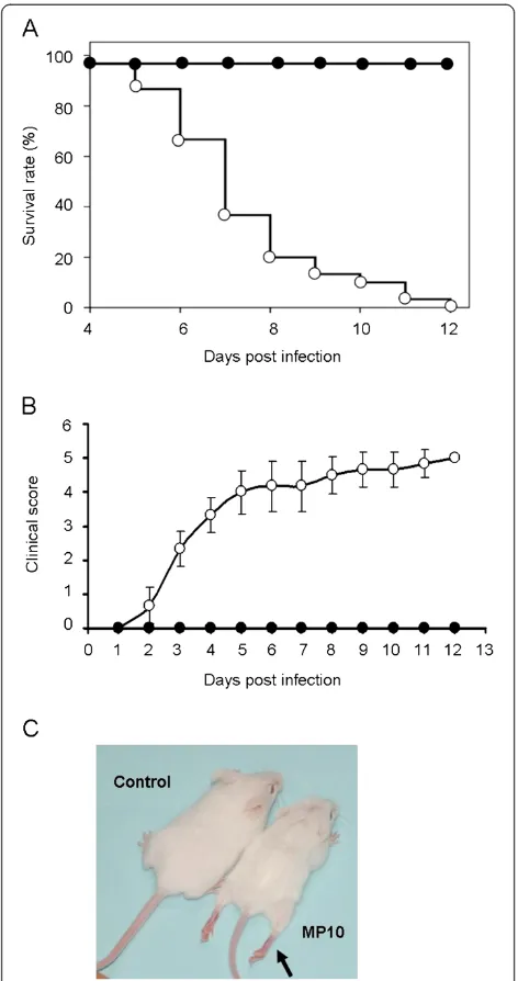 Figure 1 MP10 infection causes the death of 2-week-old ICRmice within 12 days. (A) Survival rates, (B) clinical scores, and (C) aphoto of a typical phenotype of hind limb paralysis at 5 d.p.i
