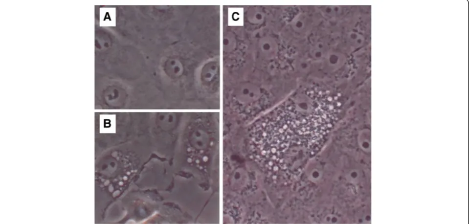 Figure 1 Appearance of early RPTEC culture and of WI-38 cells during bioactive agent release assay
