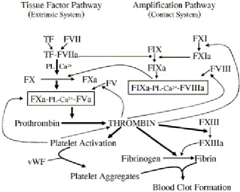Figure 1-2 Schematic Diagram of the Coagulation Cascade The initiation of blood clot formation occurs following vascular injury and the exposure of tissue factor (TF) to circulating blood