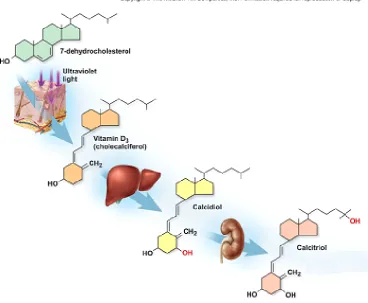Figure 2-2. Cutaneous manufacture of (1[25(OH)D]) from exposure to UVB.  th