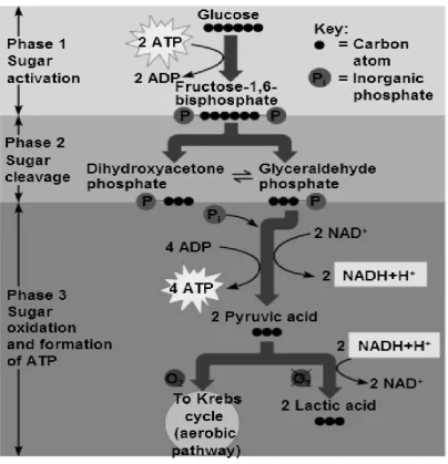 Figure 2 - Diagram of the glycolysis process that occurs during exercise. The diagram outlines three phases that depict the final outcome of the pyruvic acid