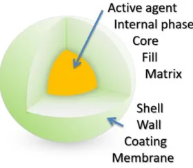 Fig. 1.  Schematic presentation of the capsule structure.  