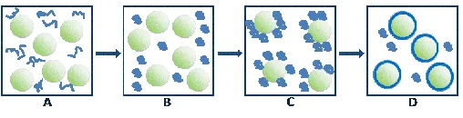 Fig. 4. Schematic presentation of the complex coacervation process.  