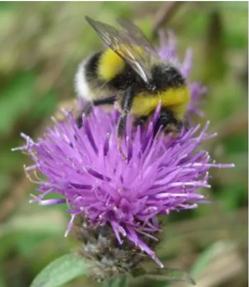 Table 1: Benefits of pollination to some major UK crops 