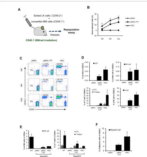 Figure 3: Multipotent capacity of pMXs-7TF MEFs in vivo. (A) The experimental design of the competitive reconstitution assay