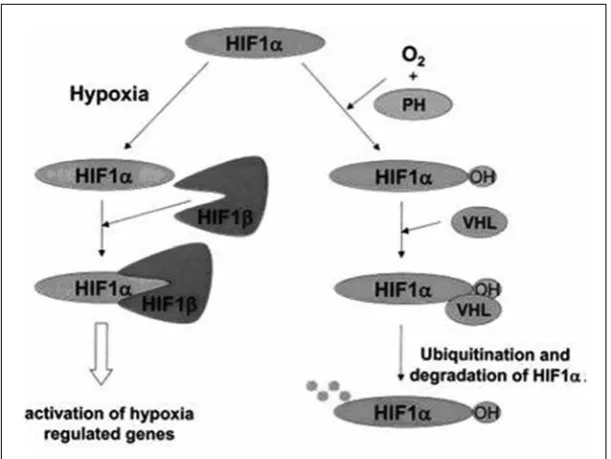 Figure 8: the figure represents a summary of regulation of VEGF gene expression by HIF1α which is stable only under hypoxic conditions