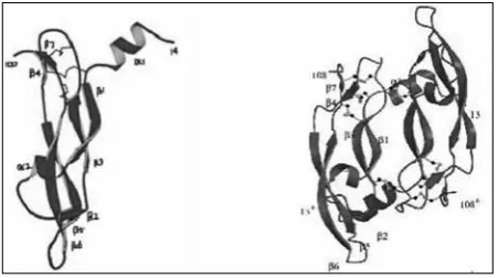 Figure 1: the figure represents the ribbon structure of monomeric VEGF (left) and dimeric VEGF (right) between residues 14 to 107