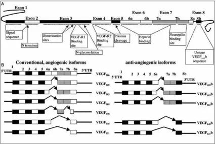 Figure 4: the figure 4a represents the functional impact of each exon and figure 4b represents the various isoforms that are angiogeneic and anti-angiogenic with the combination of exons involved for their functionality