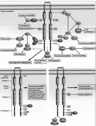 Figure 5: the figure represents the summarized structure and function of each VEGF receptor, VEGFr2 being the most robust of all receptors