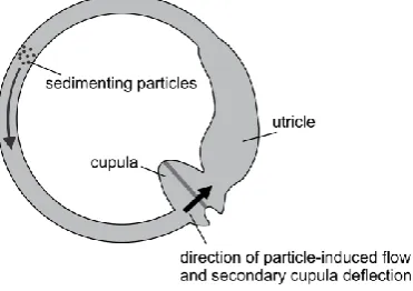 Figure 1 Fluid mechanics and sedimenting particles tracking in a semicircular canal 