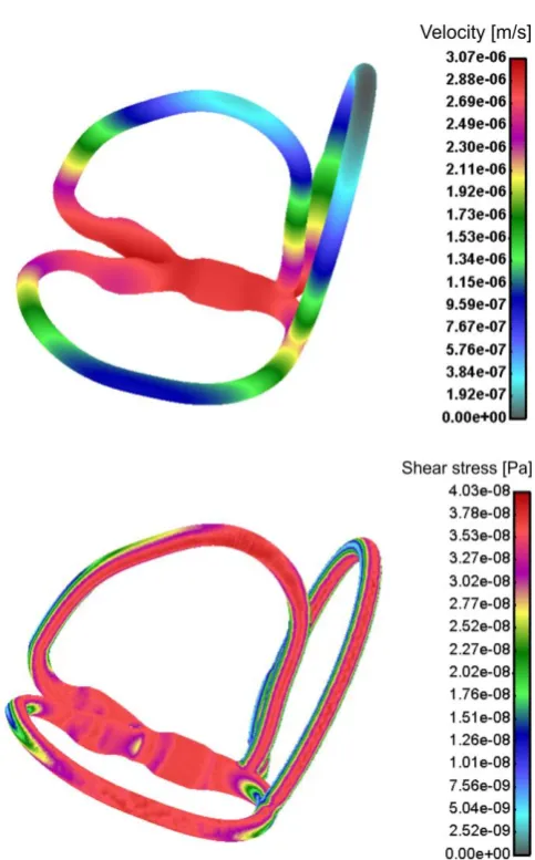 Figure 3 Fluid velocity and shear stress distribution for real patient-specific geometry of three SCC for prescribed head motion 
