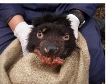 Figure 1.2 Tasmanian devils showing DFTD: A) early stage of the tumour below the 