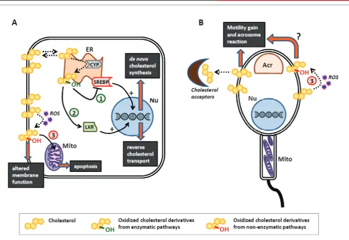 Figure 1: Recognized pathways involving cholesterol and its oxidized derivatives in somatic cells (A) and sperm cell (B).fluidity and function together with mitochondria (Mito)-mediated apoptosis.A