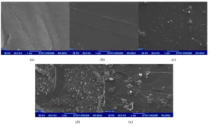 Fig. 6. Surface SEM images: (a) PSF sublayer hollow fiber membrane, (b) polypiperazine-amide HF TFC NF membrane( HF-TFC-NF0), (c) TETA/polypiperazine-amide HF TFC NF membrane (HF-TFC-4T), (d) silica/polypiperazine-amide HF TFC NF membrane (HF-TFC-0.1S), an