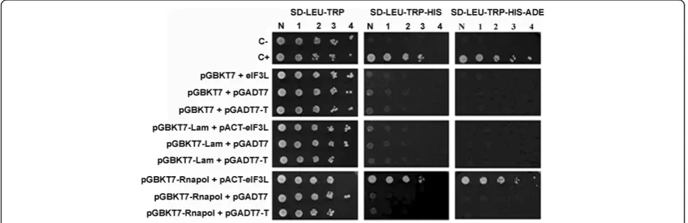 Figure 1 YFV NS5 (RNApol)-human eIF3L interaction in a yeast two-hybrid system. Yeast strain AH109 was co-transformed with pGBKT7-RNApol (or the empty or Lamin C human protein BD vector) and pACT2-eIF3L (or the empty or SV40 large T-antigen AD vector)