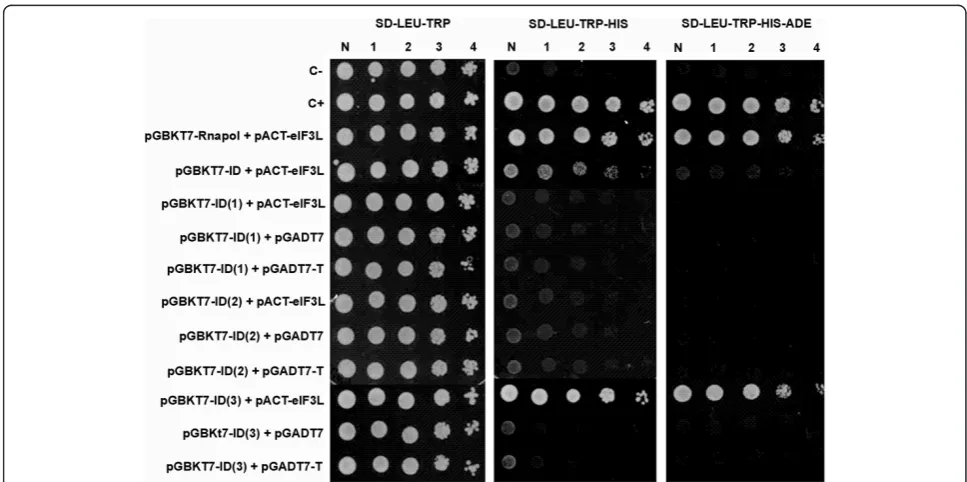 Figure 2 Determination of the YFV NS5 domain responsible for the interaction with eIF3L