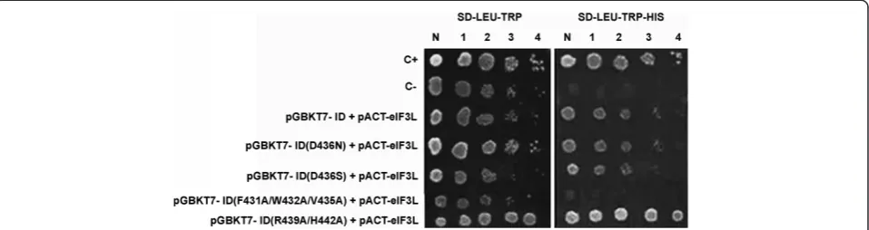 Figure 4 The mapping of the terminal region residues of the interaction domain using the yeast two-hybrid system indicates a criticalinteraction with eIF3L