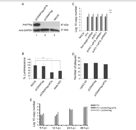 Figure 8 Effect of eIF3L on yellow fever virus replication. (A) eIF3L overexpression in BHK21-rep-YFV17D LucNeoIres cells at 48 h post-transfectionusing an anti-Flag antibody or anti-GAPDH antibody as a control