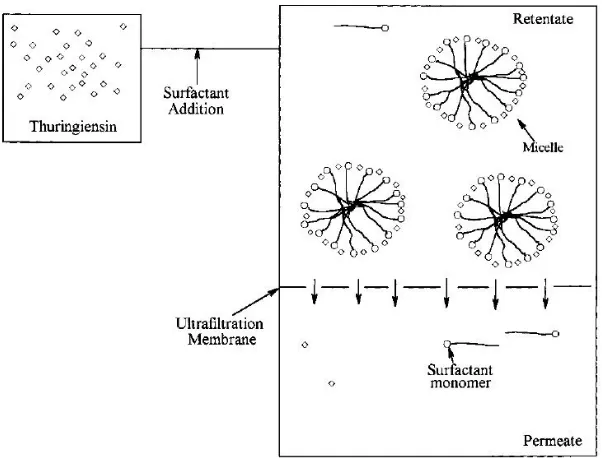 Fig. 9. A general scheme of the micellar-enhanced UF process for recovery of thuringiensin from the supernatant of Bt fermentation broth in [78]